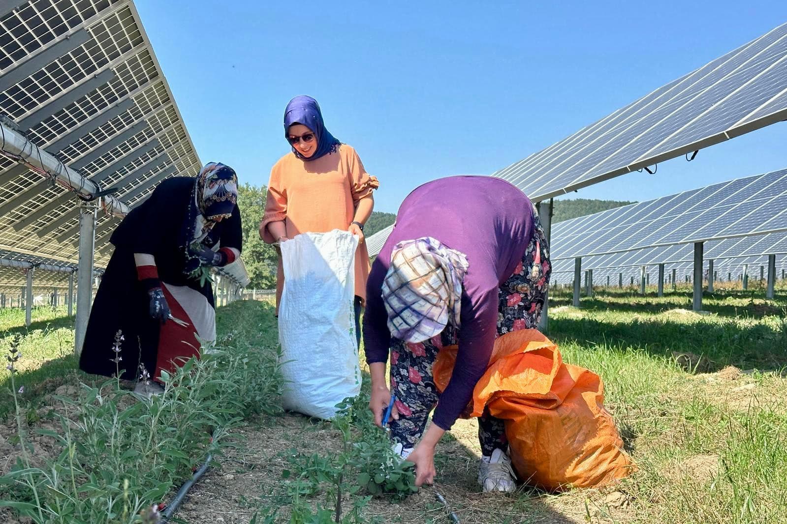 LADİK GES'TE AGRİVOLTAİK TARIMDA HASAT ZAMANI - Görsel 1