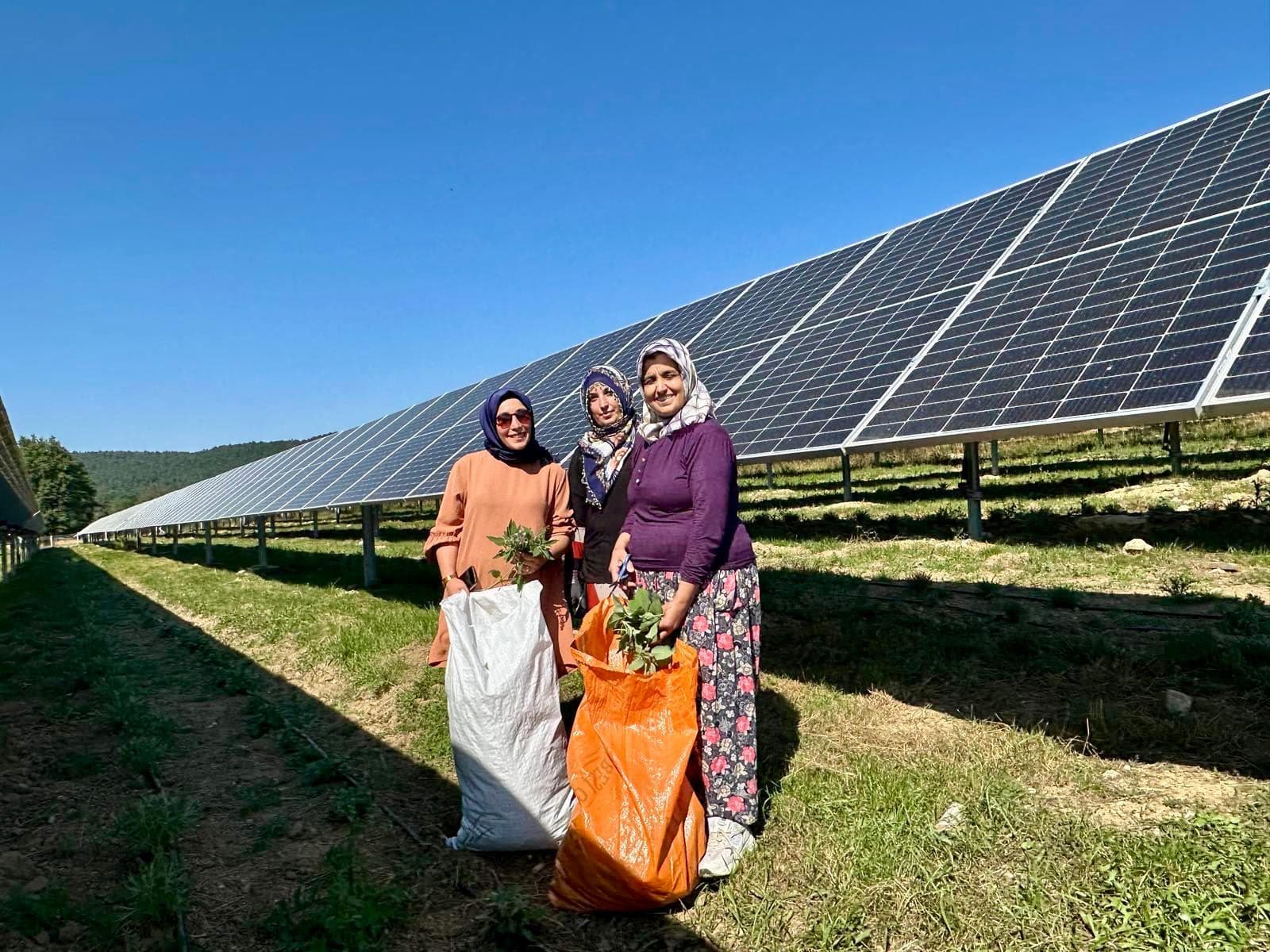 LADİK GES'TE AGRİVOLTAİK TARIMDA HASAT ZAMANI - Görsel 4