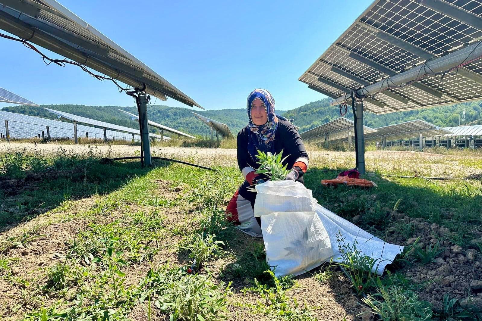 LADİK GES'TE AGRİVOLTAİK TARIMDA HASAT ZAMANI - Görsel 5