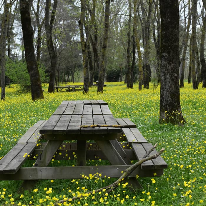 Sarıgazel Tabiat Parkı - 4