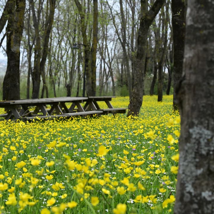 Sarıgazel Tabiat Parkı