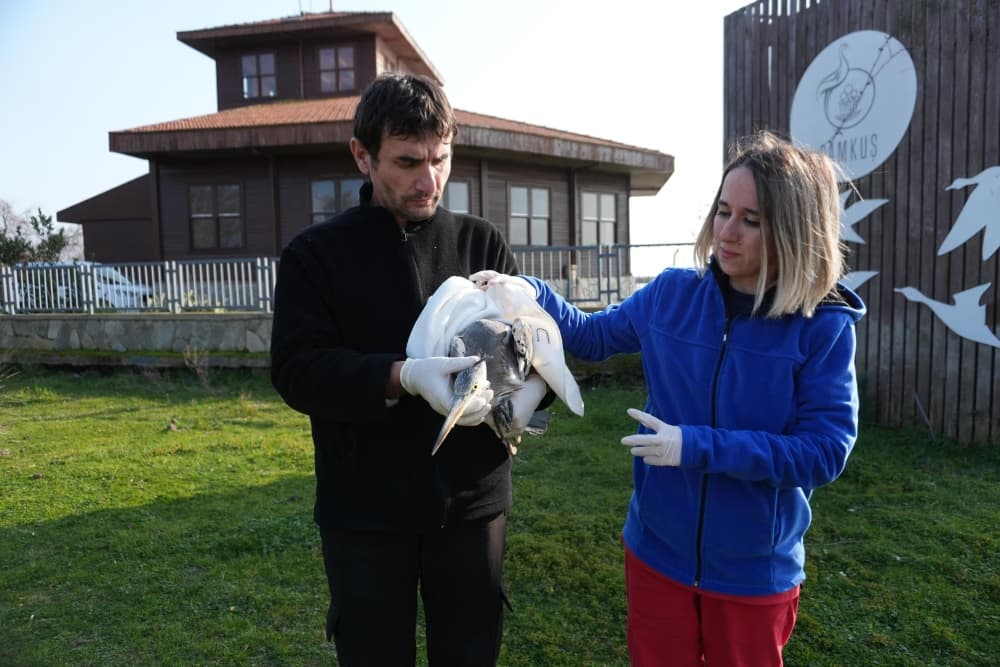 Büyükşehir 120 yaban hayvanına şifa oldu