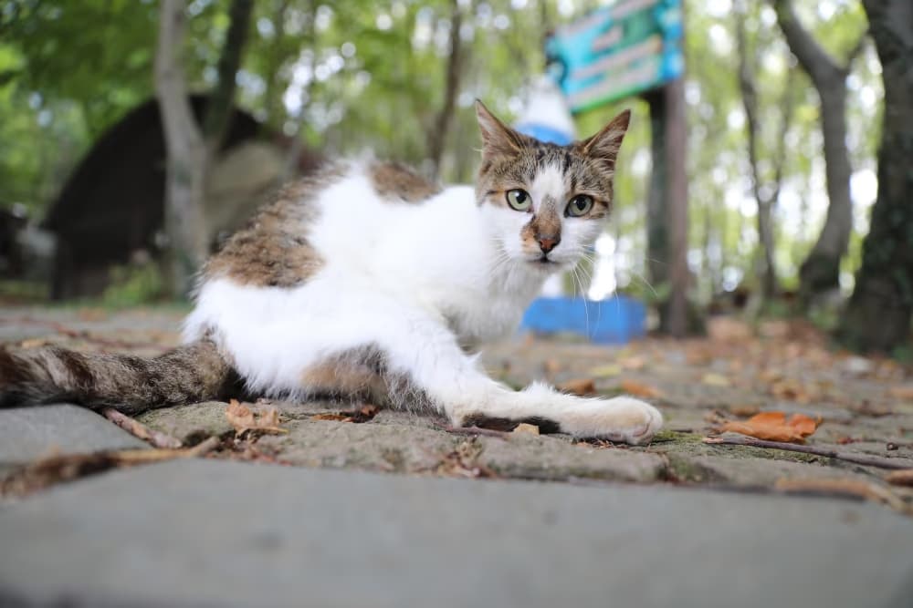 Kedi Kasabası Türkiye’de örnek teşkil ediyor
