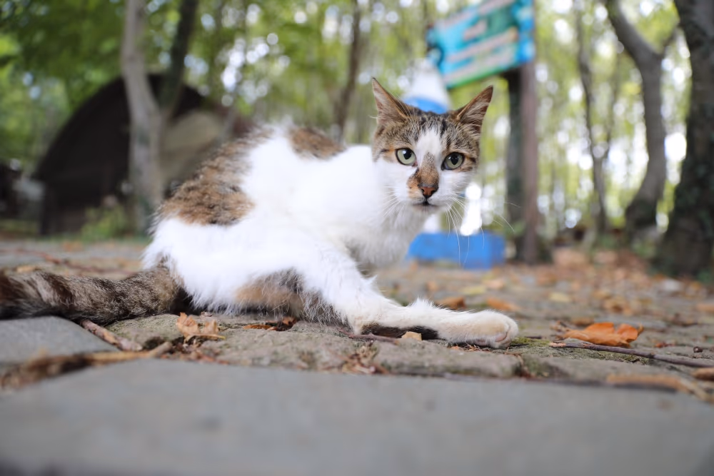Kedi Kasabası Türkiye’de örnek teşkil ediyor